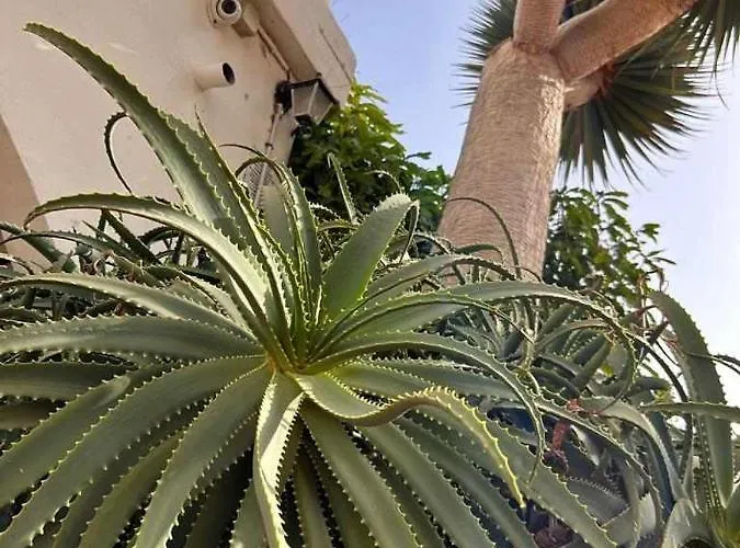 شقة Opuncja سان ميغيل ذي أبونا