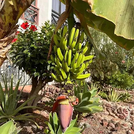 Opuncja Apartament